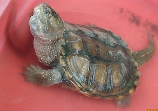 鱷龜怎么分公母？鱷龜公的好還是母的好