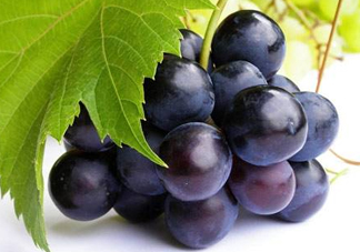 無籽葡萄小孩能吃嗎？寶寶能吃無籽葡萄嗎？