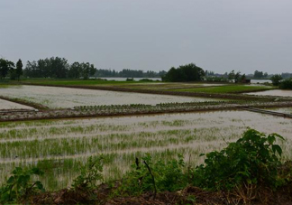 入梅是什么意思？出梅是什么意思