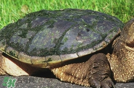 鱷龜怎么分公母？鱷龜公的好還是母的好