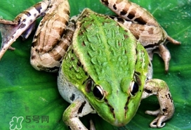 青蛙有毒嗎？青蛙有寄生蟲嗎