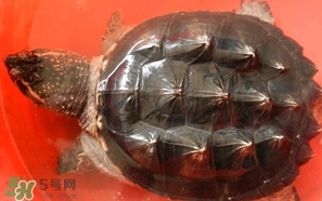 鱷龜怎么分公母？鱷龜公的好還是母的好