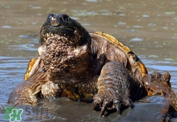 鱷龜是保護動物嗎？鱷龜是外來物種嗎