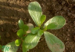 螞蚱菜洗好后怎么保存？剛采的螞蚱菜能存放幾天