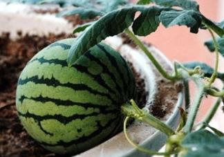 七月份可以種西瓜嗎？7月份可以種西瓜嗎？