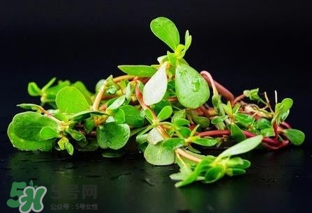 螞蚱菜是馬齒莧嗎？螞蚱菜是什么樣子的