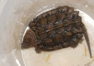 鱷龜怎么飼養(yǎng)？鱷龜吃什么