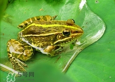 吃青蛙犯法嗎？買賣青蛙怎么處罰