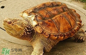 鱷龜怎么吃？鱷龜怎么殺