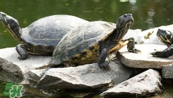 鱷龜多少錢一只？鱷龜多少錢一斤2017？