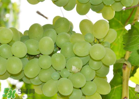 青提怎么保存？青提可以放冰箱嗎？