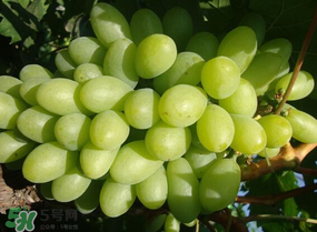 青提上有黑點怎么回事？青提長斑點是什么原因？