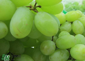 青提上有黑點怎么回事？青提長斑點是什么原因？