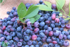 藍(lán)莓什么品種好？盆栽藍(lán)莓什么品種好？