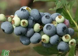 藍(lán)莓什么品種好？盆栽藍(lán)莓什么品種好？