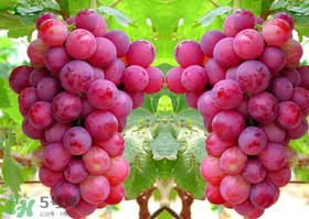 紅提怎么洗才干凈？紅提用鹽洗可以吃嗎？