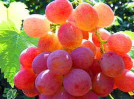 紅提可以放冰箱嗎？紅提放冷庫怎么保存？