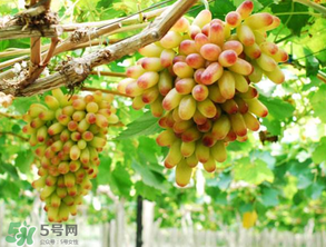 美人指葡萄多少錢一斤？美人指葡萄是轉(zhuǎn)基因嗎？