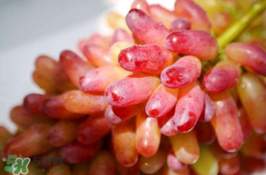 美人指葡萄多少錢一斤？美人指葡萄是轉(zhuǎn)基因嗎？