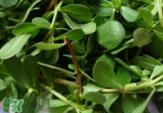 馬蜂菜怎么吃？馬蜂菜怎么做好吃