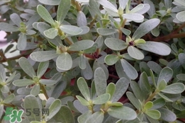 馬蜂菜孕婦可以吃嗎？孕婦能吃馬蜂菜嗎