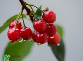 七月份還有櫻桃嗎？櫻桃?guī)自路菥蜎]了？