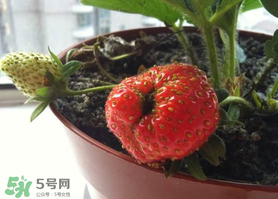 七月份有草莓嗎？7月份有草莓嗎？