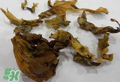 昆布是什么？昆布是海帶嗎