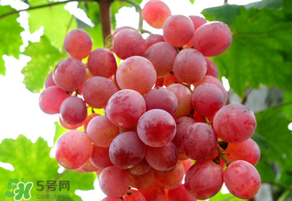 紅提變軟了還能吃嗎？紅提變軟是不是壞了？