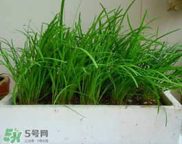 6月份能種韭菜嗎？ 6月份能種韭菜種子嗎？