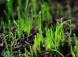 6月份能種韭菜嗎？ 6月份能種韭菜種子嗎？