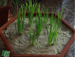 6月份能種韭菜嗎？ 6月份能種韭菜種子嗎？