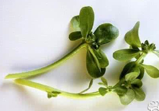 馬蜂菜有毒嗎？馬蜂菜有什么好處