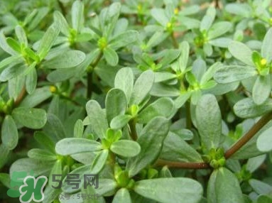 馬蜂菜跟什么相克？什么人不能吃馬蜂菜？