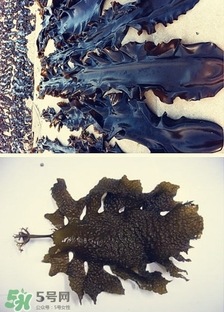 昆布是什么？昆布是海帶嗎