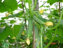 水果黃瓜常溫能放多久？水果黃瓜怎么保存？