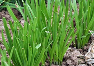 6月份能種韭菜嗎？ 6月份能種韭菜種子嗎？
