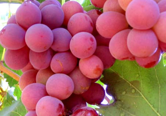 紅提什么時(shí)候成熟？紅提什么時(shí)候上市？