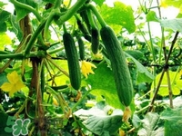 水果黃瓜多少錢一斤？水果黃瓜怎么種？