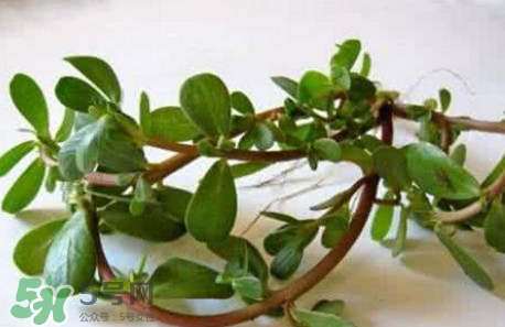 馬蜂菜跟什么相克？什么人不能吃馬蜂菜？