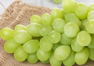 青提怎么保存？青提可以放冰箱嗎？