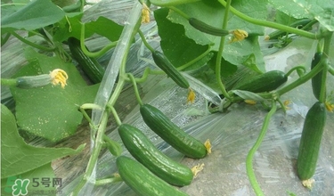 水果黃瓜多少錢一斤？水果黃瓜怎么種？