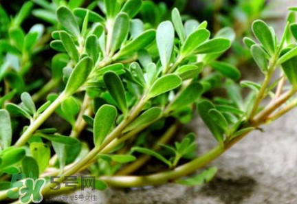 馬蜂菜有毒嗎？馬蜂菜有什么好處