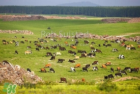 奶粉哪個國家的最好？奶粉哪個國家的奶源好？