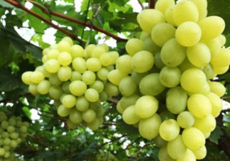 青提太酸怎么辦？青提怎么放才甜 ？