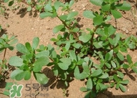 馬蜂菜治什么?。狂R蜂菜的功效與作用