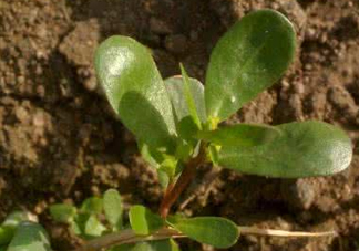 馬蜂菜跟什么相克？什么人不能吃馬蜂菜？