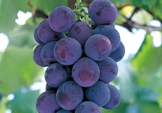 巨峰葡萄幾月份成熟？巨峰葡萄什么時候成熟？