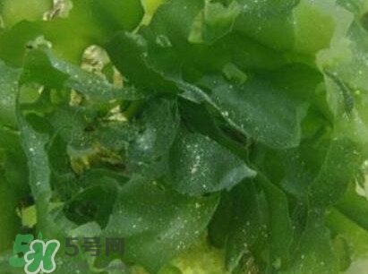 昆布是什么？昆布是海帶嗎