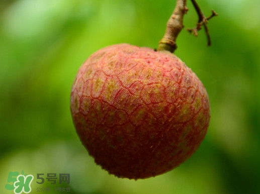 增城哪里可以摘荔枝？增城哪里有荔枝摘